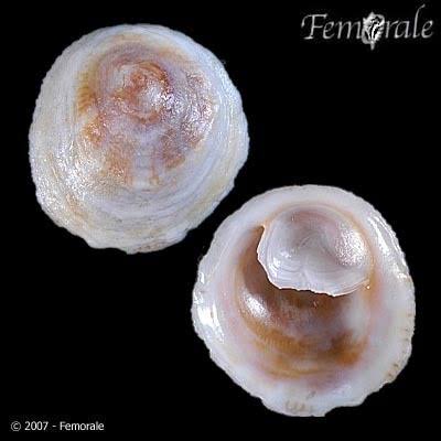 <p>Pacific Half-Slippersnail</p>