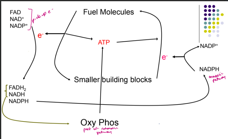 <p>catabolism - taking macromolecules and inputing a small amt of energy to make free energy and building blocks, its oxidative so electrons are removed as bonds are broken, you describe the oxidation of the fuel molecule and not the reduction of the cofactor (oxidizing glucose)</p><p>anabolism - your taking building blocks and energy to mack macromolecules, reductive so electrons are used to make new bonds, you describe the reduction of the building blocks and not the oxidation of the cofactor (reducing NADPH)</p>