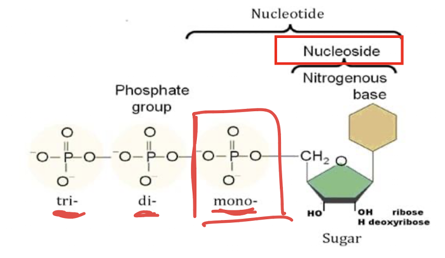 <p>nitrogenous base + 1’ carbon sugar (ribose/deoxyribose)</p>