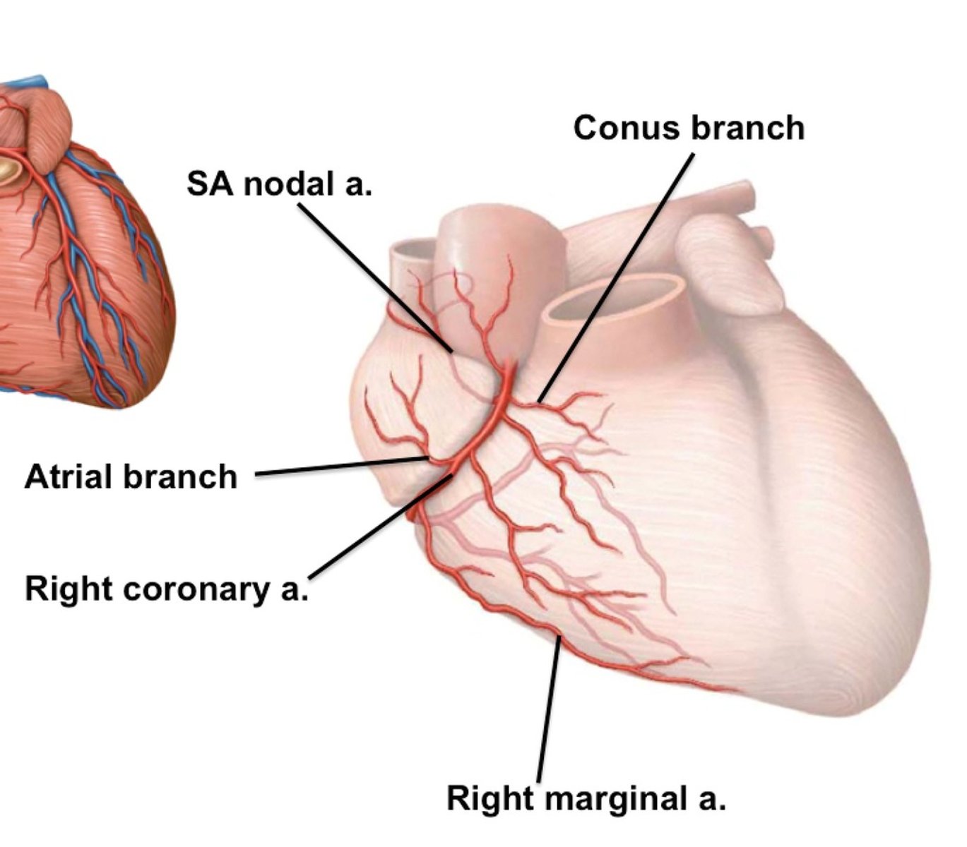 <p>Branch of the right coronary artery supplying the lateral right ventricle.</p>