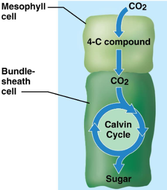<ul><li><p>Avoid photorespiration by splitting the mesophyll cell into two cells</p></li><li><p>New mesophyll cells have an enzyme with a very high affinity for CO2</p></li><li><p>Fixes CO2 into a 4-carbon intermediate compound, even when its concentration is very low</p></li><li><p>The 4-carbon molecule shuttles the CO2 to the bundle-sheath cells that perform the Calvin Cycle</p></li><li><p>Includes sugarcane and corn</p></li></ul><p></p>