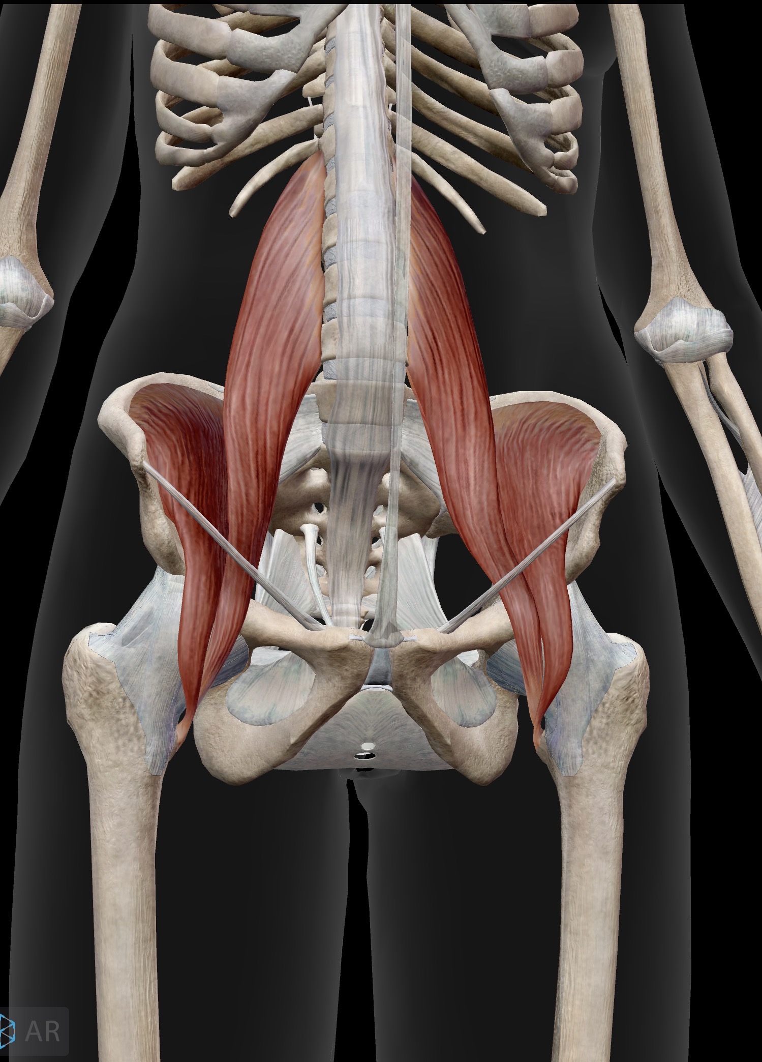 <p>Name the muscle and corresponding letter ( O = origin, I = insertion, A = actions, IN = innervation)</p><p>O</p><p>I</p><p>A</p><p>IN</p>
