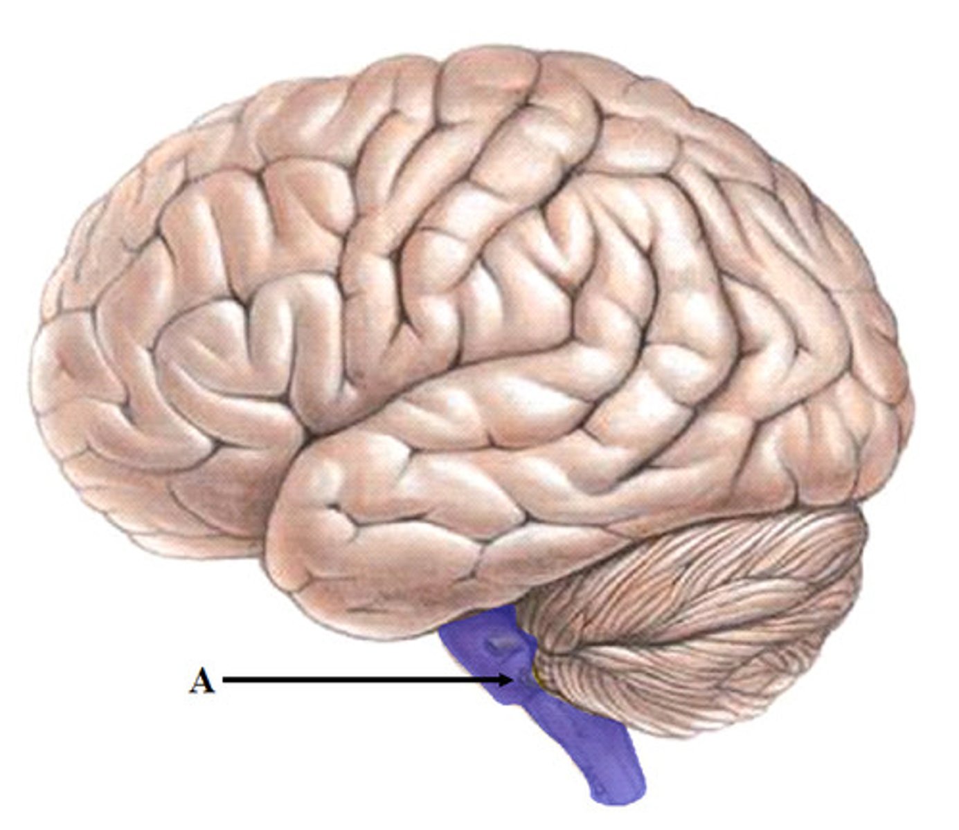 <p>The part of the brain connecting the cerebrum with the spinal cord; controls autonomic functions.</p>