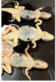 <p>What species is this</p>