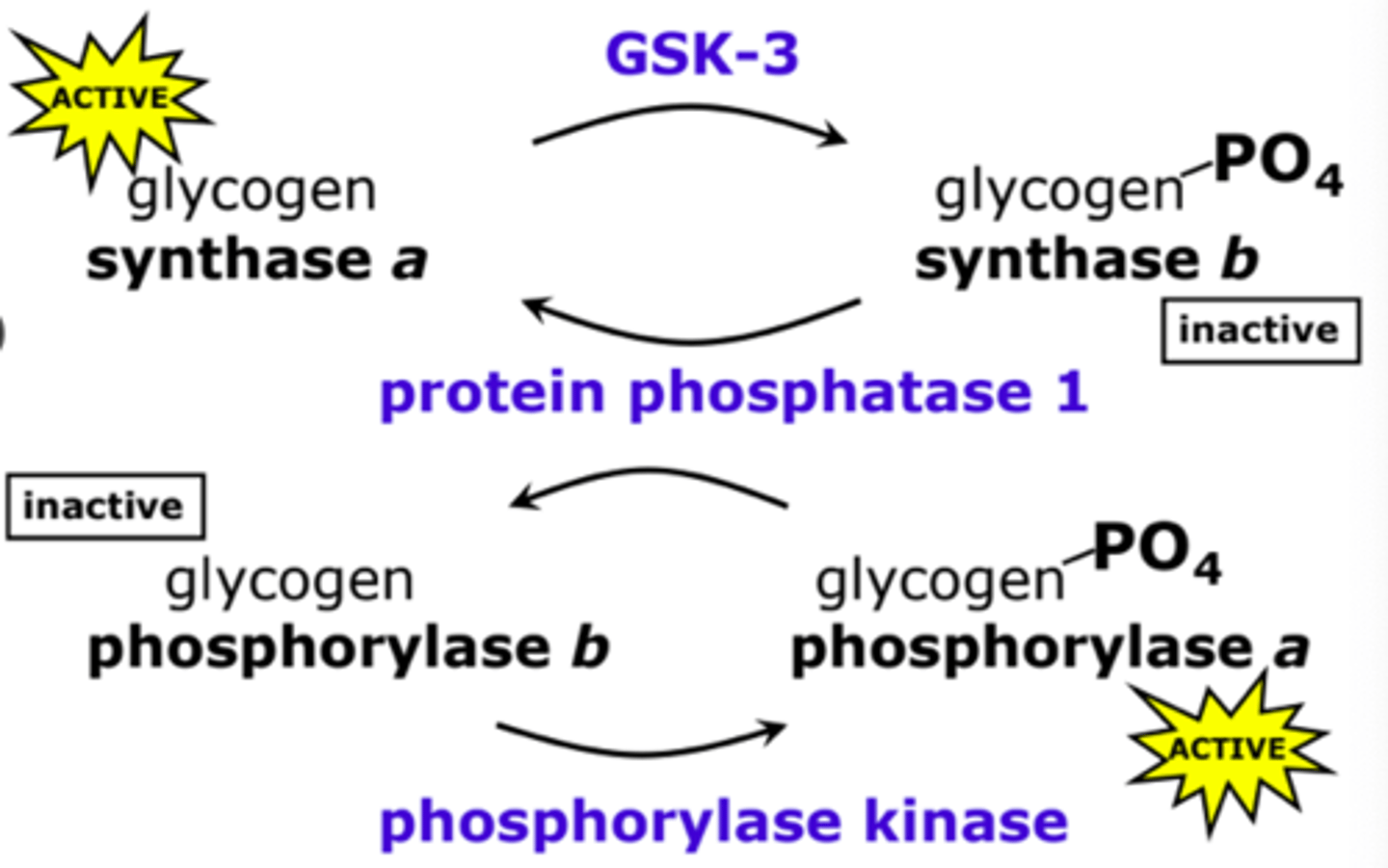 <p>The enzymes are reciprocally regulated by phosphorylation.</p>