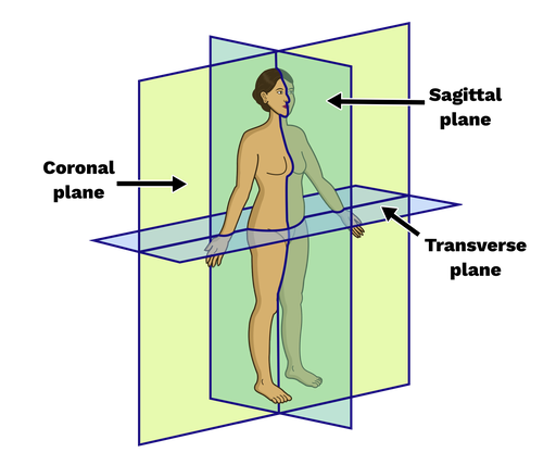 <p>What are the ways a tissue can be sliced?</p>