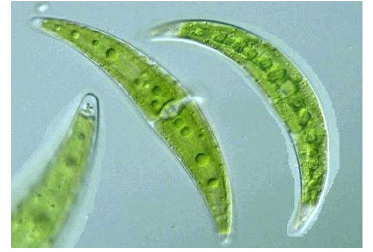 <p>archaeplastida, chlorophyta (green algae)</p><p>desmid; unicellular, non motile</p>