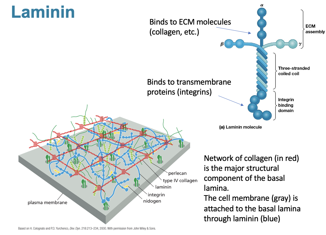 <p></p><ul><li><p>Network of collagen is the major structural component of the basal lamina</p></li><li><p>the cell membrane is attached to the basal lamina through laminin</p></li></ul><p></p>