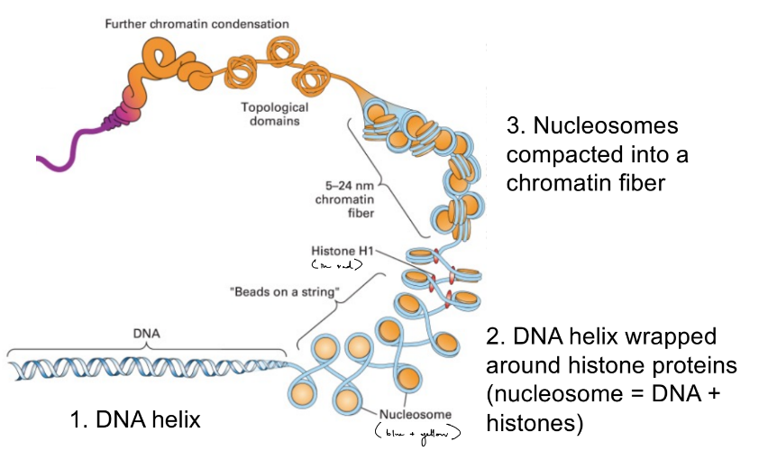 <p>DNA is stored as <u>chromatin </u>in eu- cells </p><ul><li><p>DNA helix</p></li><li><p>DNA helix + histones (are proteins) = nucleosomes</p></li><li><p>nucleosomes are compacted into chromatin fiber</p></li></ul><p>__</p><p>pro- genomic DNA is <u>supercoiled</u></p>