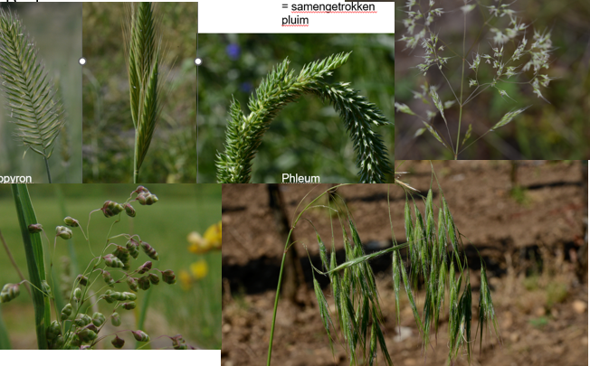 <p><span><strong>Poaceae</strong></span></p>