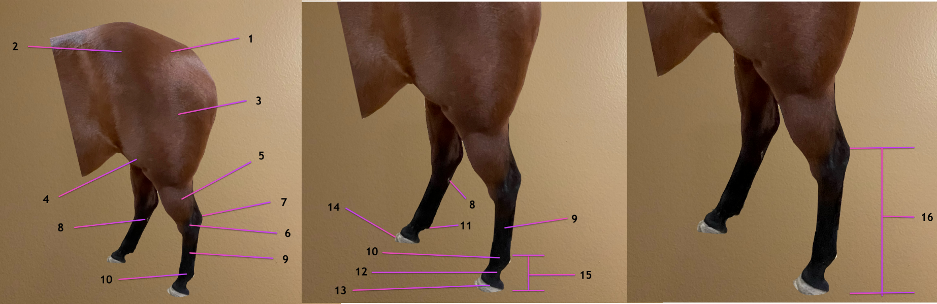 <p>lateral view, head to left</p><p>.</p><p>label the topographic regions: 9-12</p><p>INCLUDE ALL NAMES FOR 9, 10</p>
