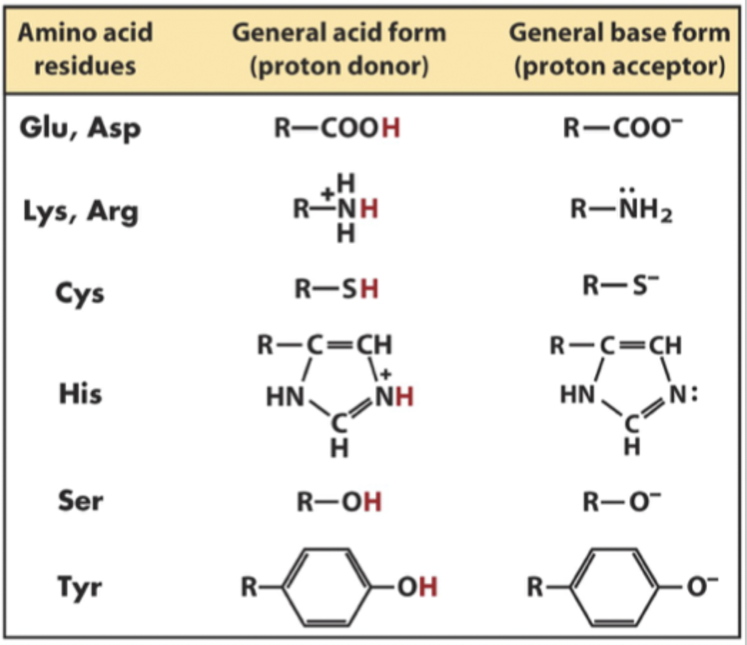 <p>Glu and Asp <br>Lys and Arg <br>Cys <br>His <br>Ser <br>Tyr</p>