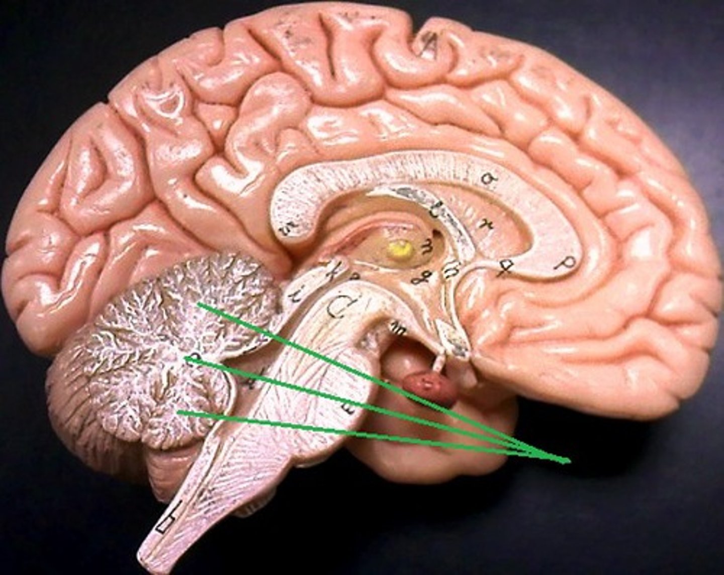 <p>When cut in sagittal section, gray matter can be observed on the exterior, with deeper white matter.</p>