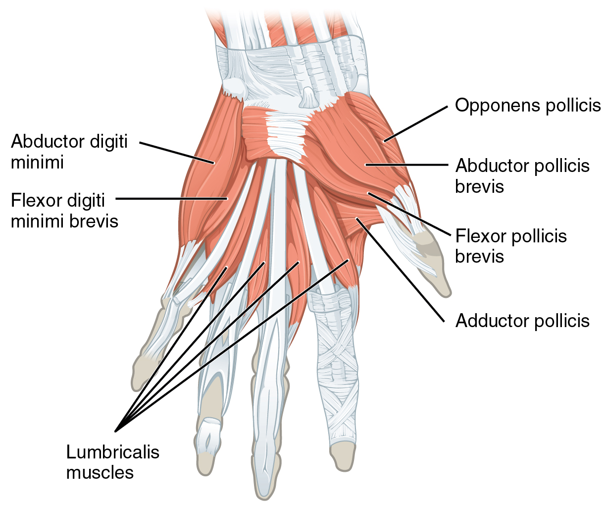 <p>what is the blood supply to the palmaris brevis, adductor pollicis, palmar interossi?</p>