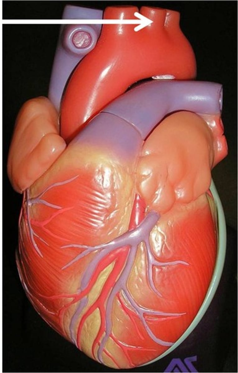 <p>supplies left side of head and neck</p>
