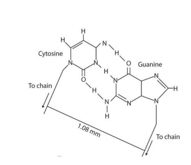<p>Three hydrogen bonds</p>