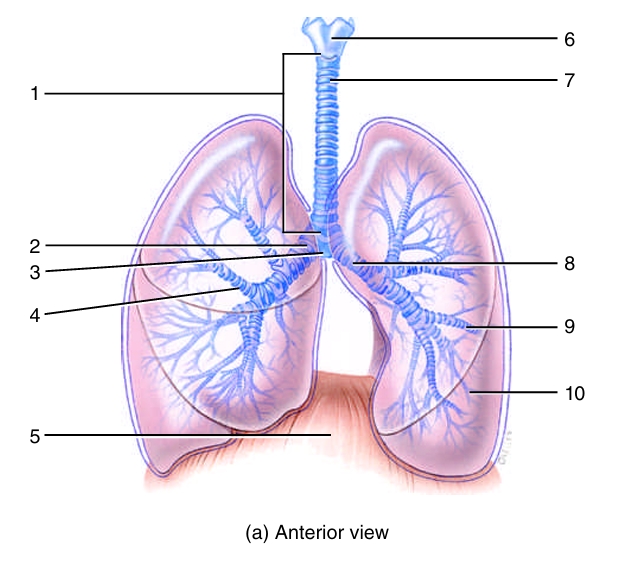 <ol start="5"><li><p></p></li></ol><p></p>