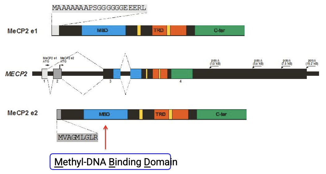 <p>They differ at their N-terminus, but they both retain the essential binding and regulatory domains</p>