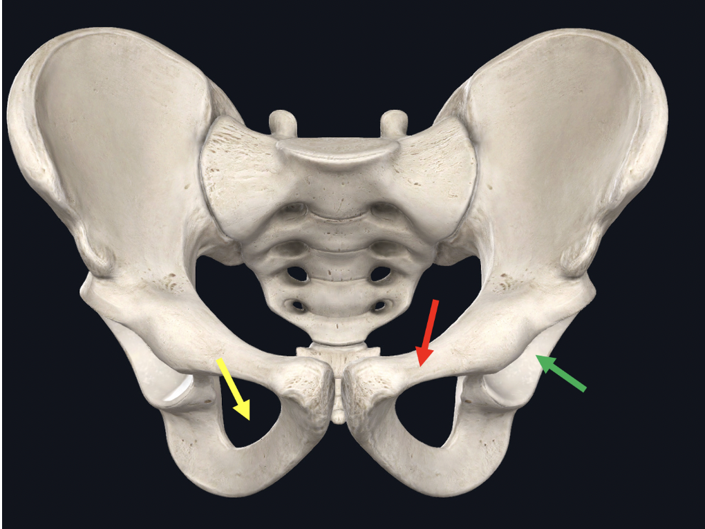 <p><span>Identify the BONE at the tip of the red arrow</span></p>
