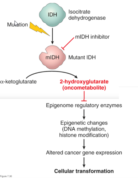 <p><span style="background-color: transparent;">Isocitrate dehydrogenase (IDH)</span></p><ul><li><p><span style="background-color: transparent;">What is it?</span></p><ul><li><p><span style="background-color: transparent;"><mark data-color="red" style="background-color: red; color: inherit;">Krebs cycle Enzyme</mark></span></p></li></ul></li><li><p><span style="background-color: transparent;">Related to cancer</span></p><ul><li><p><span style="background-color: transparent;">IDH <mark data-color="red" style="background-color: red; color: inherit;">mutation -> production of dif. Metabolite -> (2-hydroxyglutarte)</mark></span></p></li></ul></li><li><p><span style="background-color: transparent;">Importance:</span></p><ul><li><p><span style="background-color: transparent;">(2-hydroxyglutarte) = <mark data-color="yellow" style="background-color: yellow; color: inherit;">oncometabolite</mark></span></p><ul><li><p><span style="background-color: transparent;">Alters gene expression -> Cancer</span></p></li></ul></li></ul></li><li><p><span style="background-color: transparent;">Ex:</span></p><ul><li><p><span style="background-color: transparent;"><mark data-color="yellow" style="background-color: yellow; color: inherit;">Gliomas of the brain: astrocytomas</mark></span></p></li></ul></li></ul><p></p>