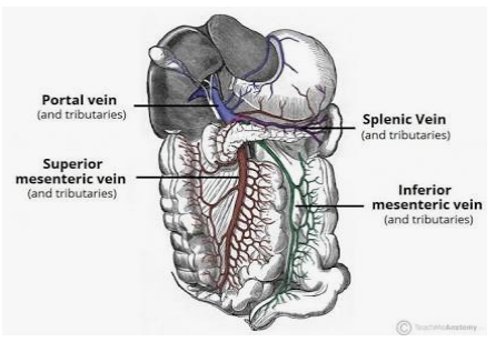 <p>Inferior mesenteric vein</p>
