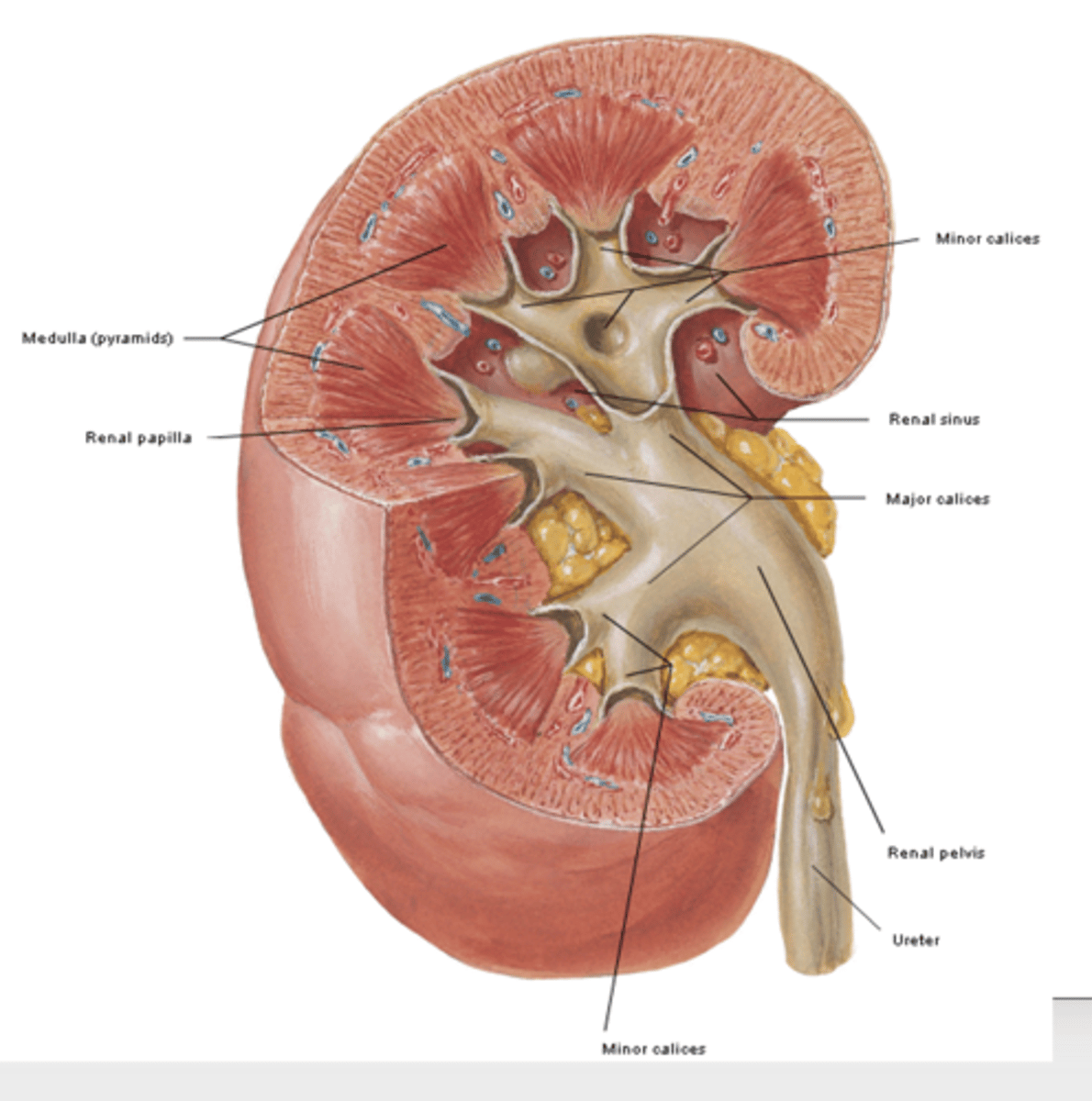 <p>what is the renal sinus of the kidneys?</p>