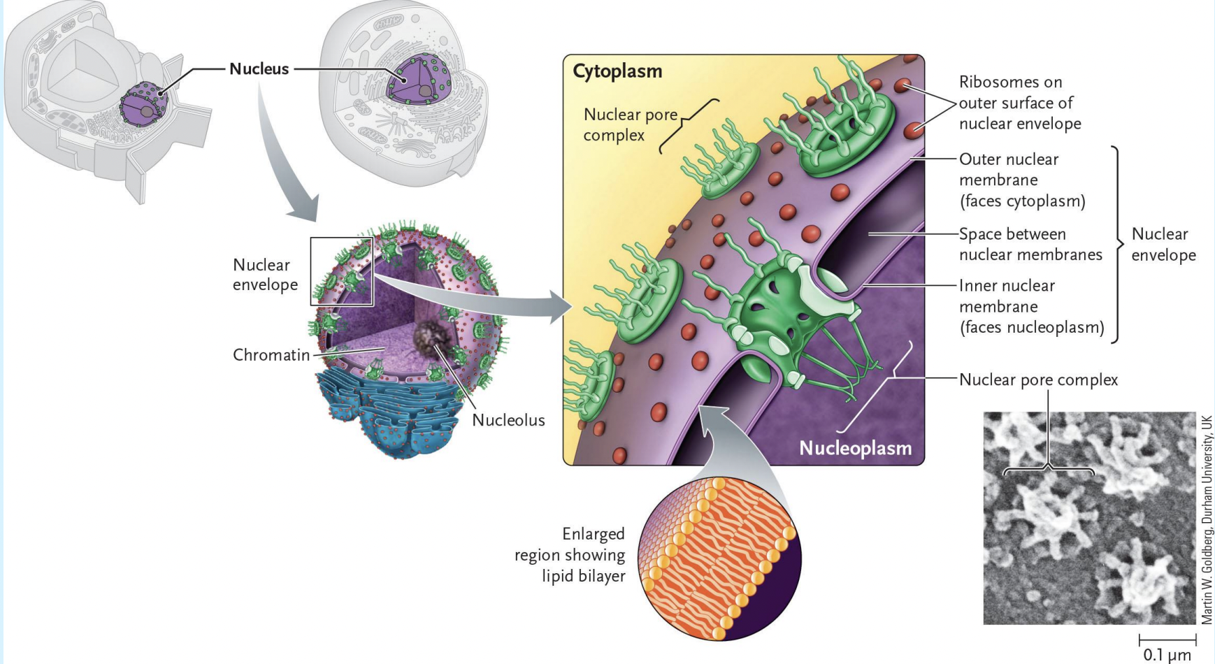 <p>Nuclear Envelope Diagram</p>
