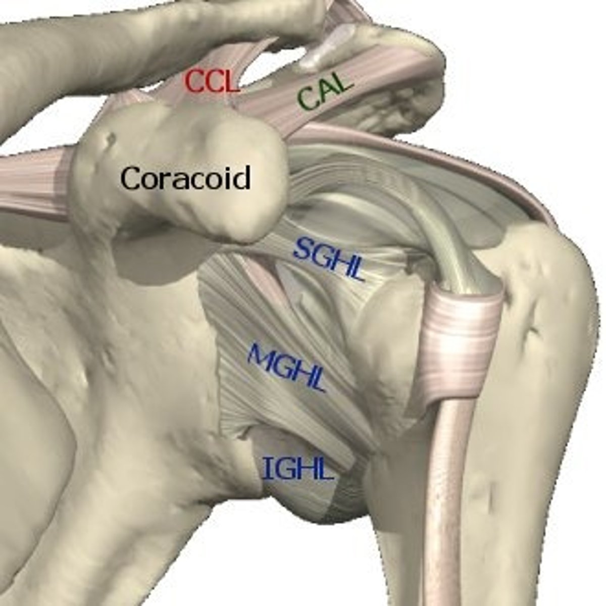 <p>anterior side - superior, middle, inferior</p>