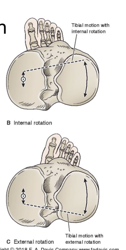 <ul><li><p><span>Transverse plane</span></p></li><li><p><span>Max rotation available at 90 deg of flex</span></p></li><li><p><span>Tibial ER needed for full knee extension (<strong>open chain) </strong></span></p><ul><li><p> medial part needs to go more anteriorly b/c it is longer</p></li></ul><p></p><ul><li><p>for <strong>closed chain</strong></p><ul><li><p>tibial IR needed for full extension</p></li></ul></li></ul></li></ul><p></p><p></p><p>ER → posterior glide of lateral parts + anterior glide of medial parts </p>