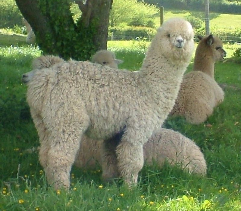 <p>Alpaca</p>