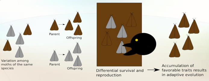 <p>Overproduction —> Competition —> Survival of the fittest (organism with best adaptation for current environment) —> Natural Selection —> Reproduction</p>