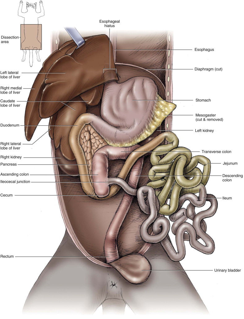 <p><strong><em>abdominal cavity</em></strong></p>