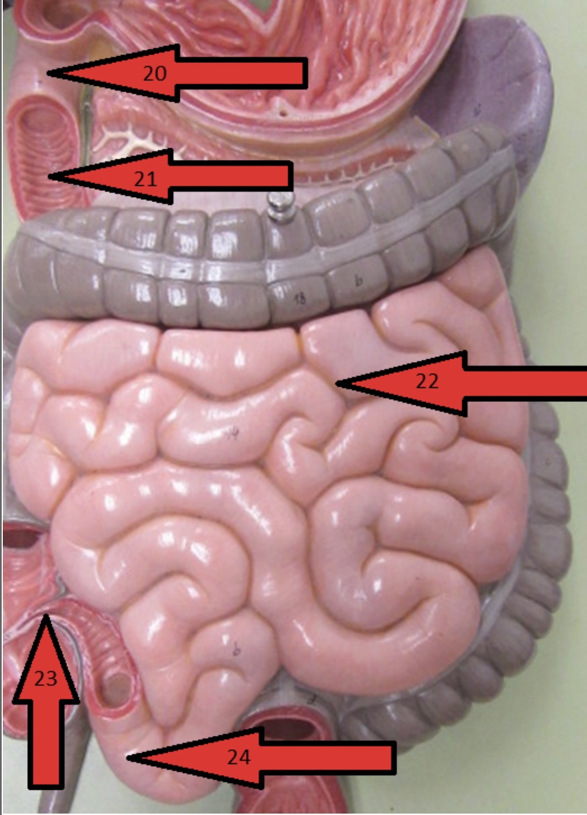 <p>What organ are all the arrows pointing to?</p>