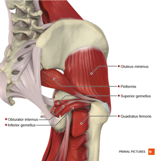 <ul><li><p><span style="background-color: transparent;">A: Posterior sacrum/ilium </span></p></li><li><p><span style="background-color: transparent;">B: Posterior/lateral femur </span></p></li><li><p><span style="background-color: transparent;">Action: Lateral rotation, abduction </span></p></li><li><p><span style="background-color: transparent;">Fx: Proprioception (where limbs/mm. are in space) </span></p></li><li><p><span style="background-color: transparent;">Inn: Lumbosacral plexus</span></p></li></ul><p></p>