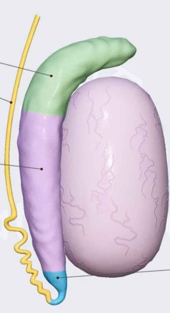 <p>(Round Light Purple)</p>