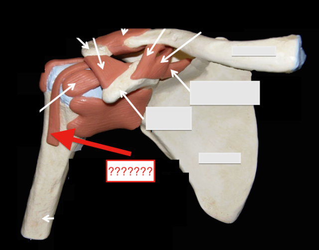 <p>- stabilizing force found in the anterior arm</p><p>- passes through the articular capsule of the shoulder joint on its way to its attachment point on the scapula</p><p>-also a tendon sheath wrapped around one of its tendons</p>