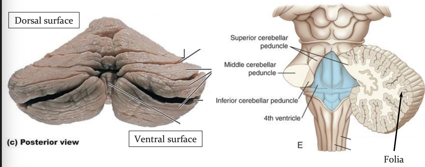 <ul><li><p>Cortex: three layers; has many tightly spaced folded layers of gray matter separated by parallel grooves. each gyrus = folium (plural: folia) </p></li><li><p>Ventral surface of cerebellum = roof of 4th ventricle </p></li><li><p>dorsal surface: separated from occipital lobe by dura mater </p></li></ul><p></p>