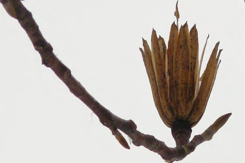<p>Liriodendron tulipifera</p>