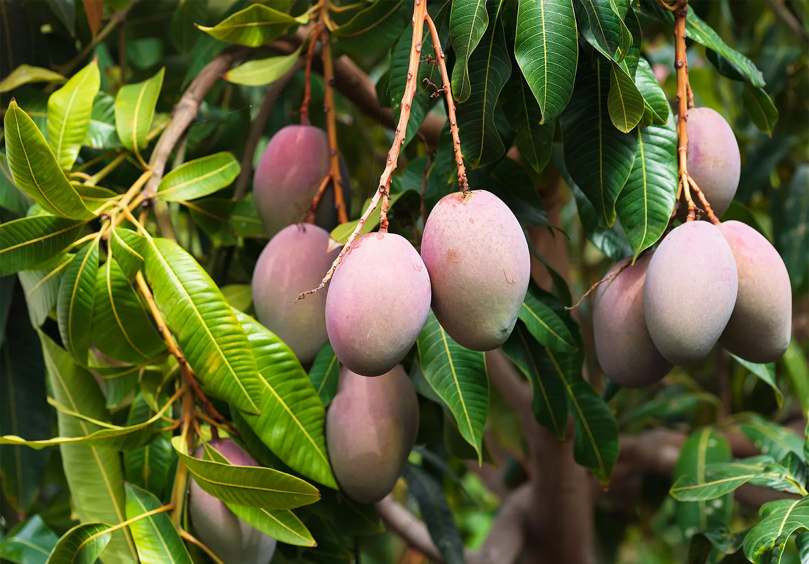 <p><strong>Common Name</strong>: <span style="background-color: transparent;">Mango</span></p><p><strong>Parts Used</strong>: <span style="background-color: transparent;">Peel, pulp, seeds, leaves</span></p><p><strong>Use/s</strong>: Anticancer, antidiabetic, anti-oxidant, GIT issues</p><p><strong>Major Metabolites</strong>: Tannins, phenolic acids, flavonoids; mangiferin (xanthones; polyphenol)</p>