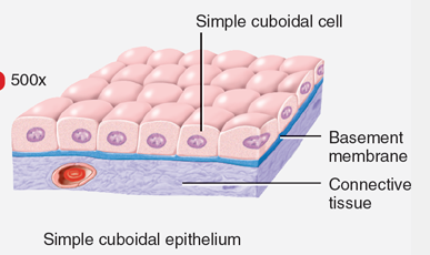 <p>Simple cuboidal epithelium</p>