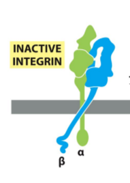 <ul><li><p>Extracellular domain of integrin dimer is folded and cannot bind to matrix proteins</p></li><li><p>Cytoplasmic tails are hooked together and cannot bind adaptor proteins</p></li></ul><p></p>