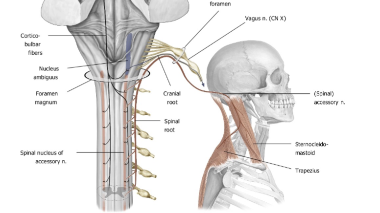 <p><span><strong><u>GENERAL MOTOR:</u></strong></span><br><span>Trapezius and Sternocleidomastoid muscle</span></p><p></p>