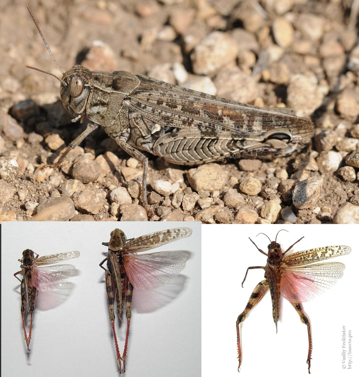 <p>Latin, magyar, védett?</p>