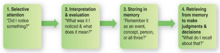 <ul><li><p>Perception</p><ul><li><p>process of interpreting and understanding one’s environment</p></li></ul></li><li><p>4 Steps in the Perceptual Process</p></li></ul><p></p>