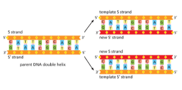 <ul><li><p class="Paragraph SCXW177537701 BCX8" style="text-align: left;"><span style="line-height: 20.925px;"><span>One strand comes from the original cell’s DNA </span></span></p></li></ul><ul><li><p class="Paragraph SCXW177537701 BCX8" style="text-align: left;"><span style="line-height: 20.925px;"><span>The other is newly copied by the cell </span></span></p></li></ul><p></p>