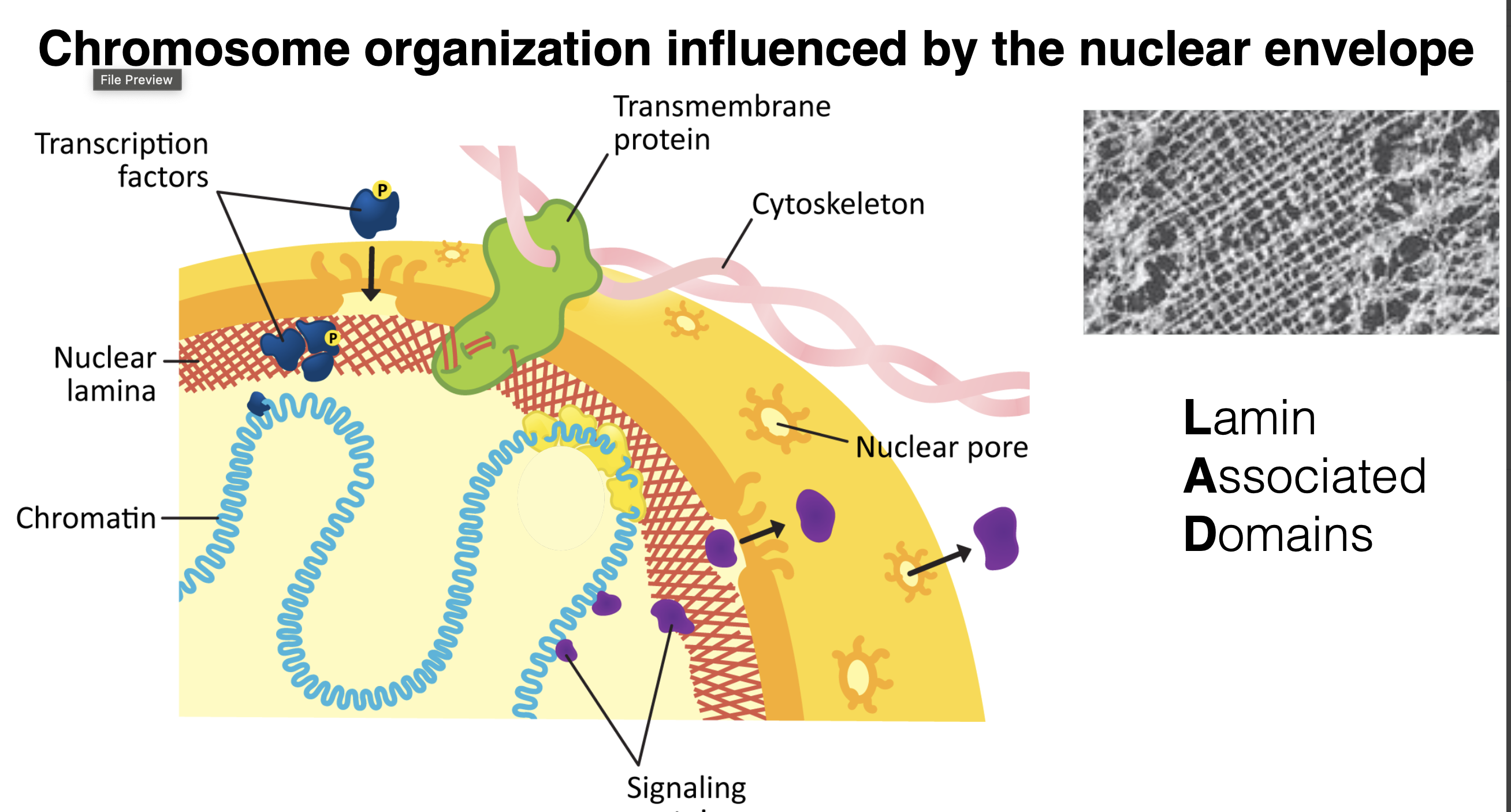 <p><strong>1. Nuclear Lamina &amp; LADs (Lamin-Associated Domains)</strong></p><ul><li><p><strong>Nuclear Lamina:</strong> The red crisscross network underlying the inner nuclear membrane composed of lamin filaments. The electron micrograph insert (top right) highlights its meshwork structure.</p></li><li><p><strong>LADs:</strong> Large chromatin domains (shown anchored directly to the lamina) that interact with lamins. Because they are sequestered at the nuclear periphery, <strong>LADs are typically enriched for heterochromatin (silenced/inactive genes)</strong>.</p></li></ul><p><strong>2. Transmembrane &amp; LINC Complex Connections</strong></p><ul><li><p><strong>Transmembrane Proteins:</strong> Green proteins embedded in the double membrane bridge the <strong>cytoskeleton</strong> (pink filaments outside) with the <strong>nuclear lamina</strong> and chromatin inside.</p></li><li><p><strong>Mechanical Linkage:</strong> This allows physical forces from the outside environment to be transmitted directly into the nucleus to influence chromosome arrangement and gene expression.</p></li></ul><p><strong>3. Transcription Factor Regulation &amp; Phosphorylation</strong></p><ul><li><p><strong>Phosphorylation Signals (P):</strong> Dark blue transcription factors outside the nucleus become activated/modified via phosphorylation (P).</p></li><li><p><strong>Translocation:</strong> Once signaled, they enter through <strong>nuclear pores</strong> (orange ring channels) into the nucleoplasm to bind target gene promoters and drive transcription.</p></li></ul><p><strong>4. Nuclear Pores &amp; Signaling Molecules</strong></p><ul><li><p><strong>Nuclear Pores:</strong> Regulated gateways (yellow star-like structures) spanning the inner and outer membranes that control transport between cytoplasm and nucleus.</p></li><li><p><strong>Signaling Proteins (Purple):</strong> Signaling molecules enter through pores or dock near the lamina to interact directly with LADs or transcriptional machinery to alter chromatin positioning.</p></li></ul><p></p>
