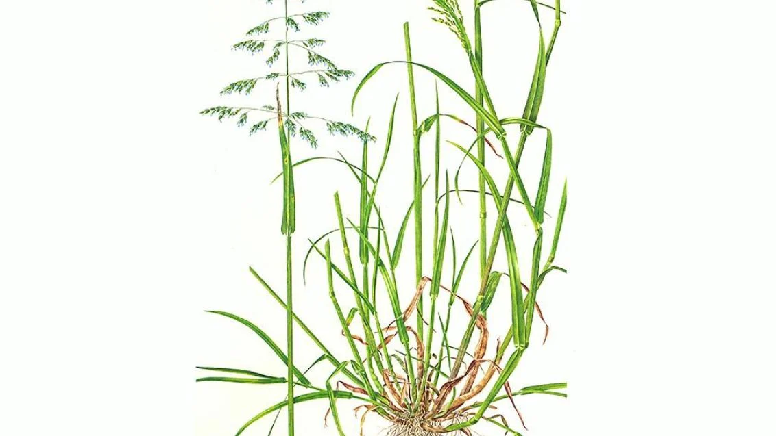 <p>Enoletna latovka-Poa annua</p>