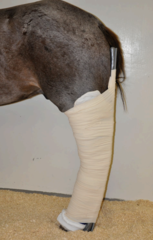 <p>What is the prognosis for a superficial digital flexor or gastrocnemius muscle/tendon rupture?</p>