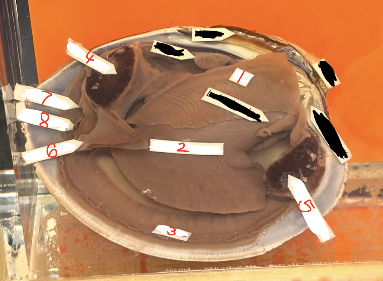 <p>What is 1 in this clam?</p>