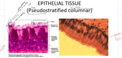 <p>What is a unique feature of pseudostratified columnar tissues?</p>